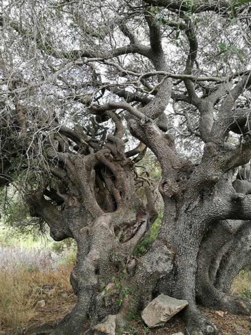 Appartamento L'Albero Magico Nella Campagna Gallurese Santa Teresa Gallura Eksteriør bilde