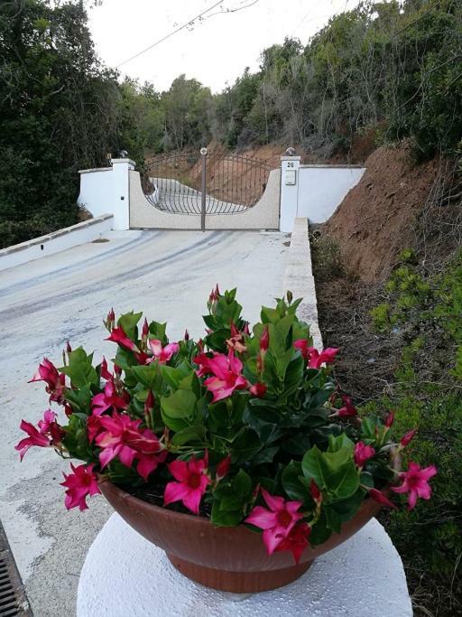 Appartamento L'Albero Magico Nella Campagna Gallurese Santa Teresa Gallura Eksteriør bilde
